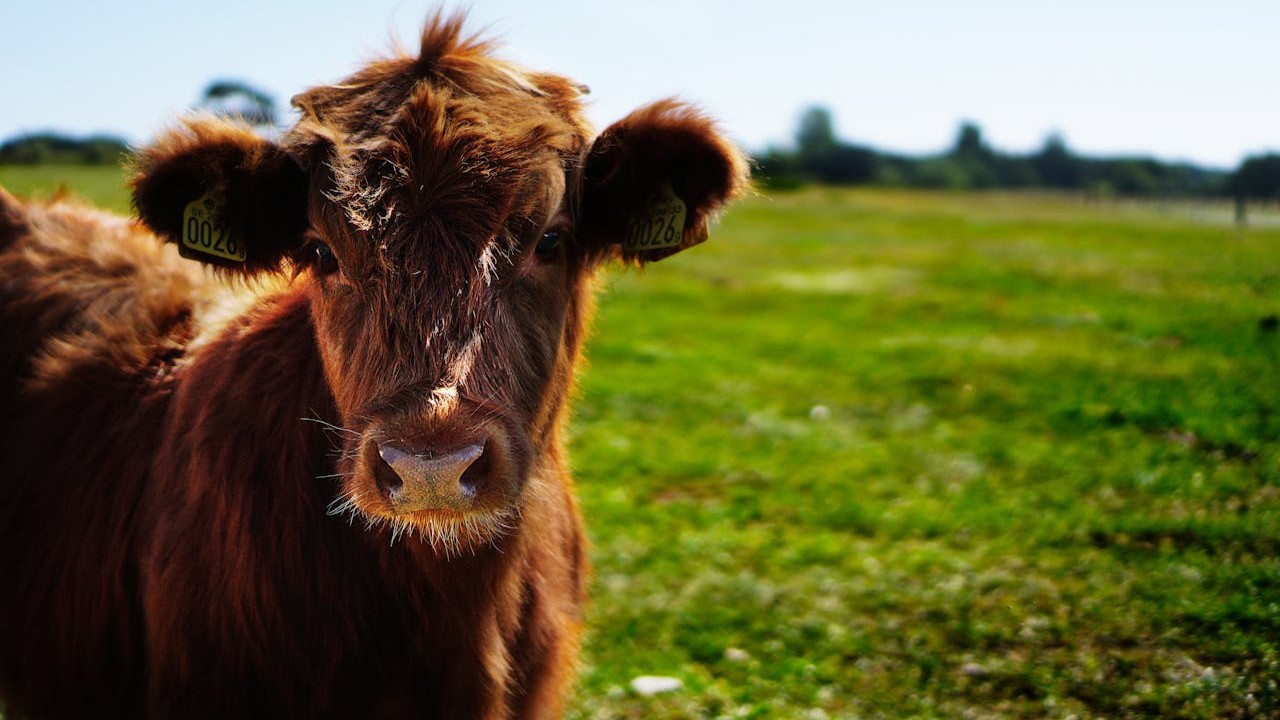 Demonstration eines Kryotransports in der Tierzucht mit Stickstoffbehälter